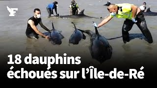 Ces 18 dauphins se sont échoués sur une plage de lîle de Ré [upl. by Nnaitak]