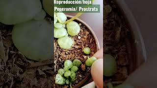 Reproducción de Peperomia Prostrata o collar de tortugas por hoja 15 días después desarrollo raíz [upl. by Deborah]