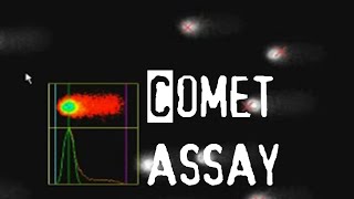 Comet assay  apoptosis assay [upl. by Elokkin]