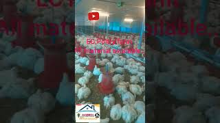 Ec Poltry farm 39 days birds 2600 with  ecfarm fanrepair electrical [upl. by Cumine]