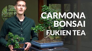 Carmona Bonsai care Fukien tea [upl. by Shana743]