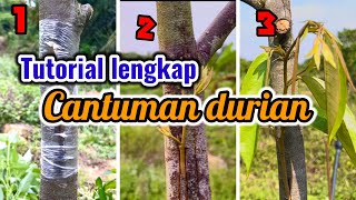 Tutorial penuh cantuman durian duri hitam di lapangan [upl. by Anifares]