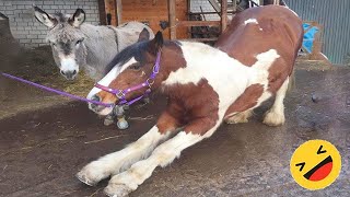 Horses Being Dramatic amp Weird For 15 Minutes  Funniest and Cutest Horse Compilation 2023 [upl. by Puduns]