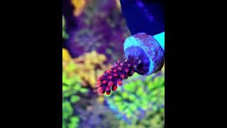 acropora korallen meerwasseraquaristik reefkeeper reeftank [upl. by Enyrb]