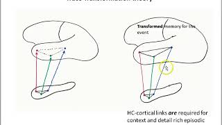 Memory part 3 Trace transformation theory LS [upl. by Atsylac]