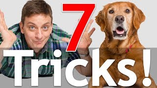 7 Dog Tricks in 5 Minutes [upl. by Ratep]