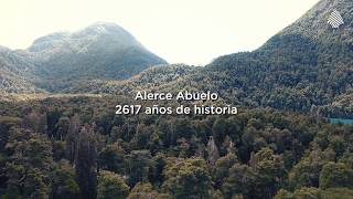 Alerce Abuelo en Parque Nacional LosAlerces [upl. by Whitcher57]