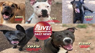 LIVE Daily News  5 Dogs Still Need Saving at Concho Valley PAWs [upl. by Haerle]