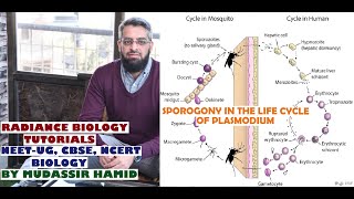 Sporogony In Malarial Parasite [upl. by Neve90]