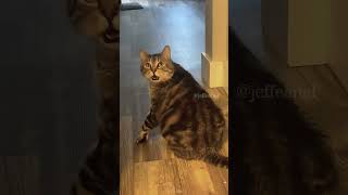 The end cat mycatchannel funny petschannel yourcat pets catchannel yourpet funnycats [upl. by Ramona]