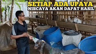 Breeding 47 Ekor Masih Bisa Bertani Dan Buruh Harian Kuncinya Ada Di Siasat Pakan [upl. by Jandel]