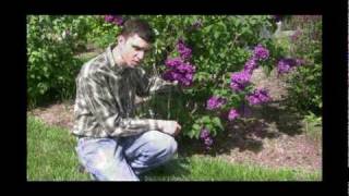 How to Grow and Care for Lilac Plants Video [upl. by Montfort493]