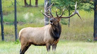 60 Elk Bugles and Chuckles during the Rut [upl. by Erdnaid]