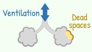 Ventilation amp Dead Spaces in Respiratory Tract [upl. by Charteris386]