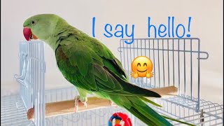 Baby Alexandrine Parrot Parakeet Bird Trying to Talk [upl. by Nel945]