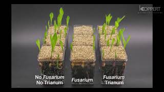 Trichoderma harzianum T22 combats Fusarium in maize plants – Koppert [upl. by Ricardo]