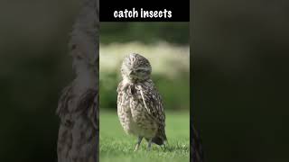 This is how fast a burrowing owl will grow owls [upl. by Dietz158]