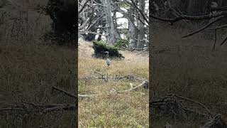 Wild life at point lobos california point lobos [upl. by Adnahsat]