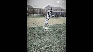 Dog jump dog crazy y [upl. by Eamaj]