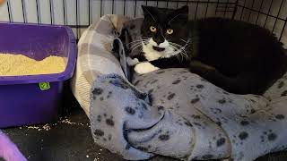 Mustachio learning to play in his cage while kittens go crazy on the floor Dec 20th [upl. by Segal]