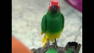 chatty patty funny talking parrot [upl. by Marleen804]