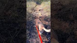 Come hike with Bear and me explorewithme hikingwithdogs texas hiking nature hikinglife [upl. by Adamo]