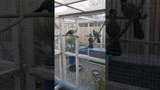 Red Crested Turacos meet White Cheeked Turacos  amp some Quail 😂 birds shorts [upl. by Frayne]