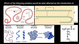 The Role of Mercaptoethanol in Protein Sequencing [upl. by Cl9]