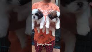 Top Quality Shihtzu Puppies Ghaziabad Lucky Paws Kennel [upl. by Harvison336]