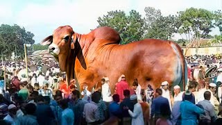 10 Biggest Bulls in the World [upl. by Naenej879]