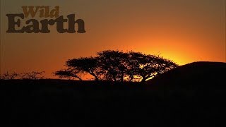 WildEarth  Sunset Safari  15 July 2020 [upl. by Ycrad982]