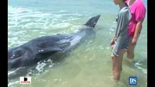 Killer Whale Attack 911 Call [upl. by Eberhart]