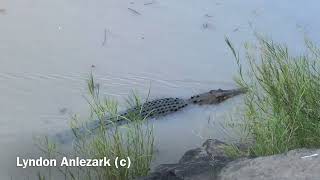 Viewing Crocodiles at Cahill’s Crossing [upl. by Hteboj854]