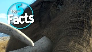 Top 5 Facts about Mammoths [upl. by Lleryd]