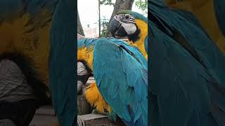 Guacamaya no quiere compartir [upl. by Nimad]