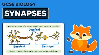 Synapses  GCSE Biology [upl. by Ainav650]