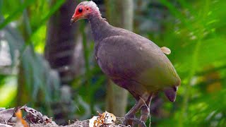 Nicobar megapode Megapodius nicobariensis [upl. by Eneroc]