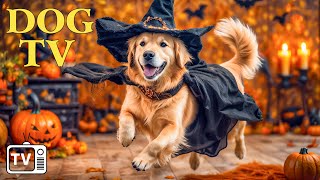 DOG TV Best Video Keep Your Dog Entertained of Halloween 🎃 Soothing Music to Calm amp Relax for Dog [upl. by Nosreffej]