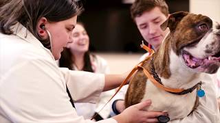 Veterinary Technician program [upl. by Stefanac]