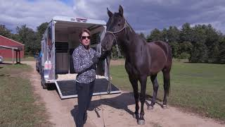 Best way to teach your Horse Trailer Loading [upl. by Nerita]