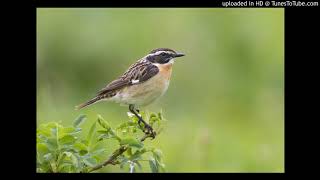 Vogelbestimmung Braunkehlchen Saxicola rubetra [upl. by Anelej]