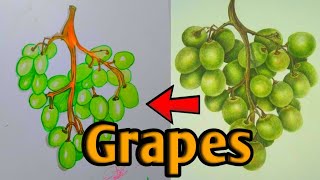 watercolor grapes grapes drawingpainting fruits drawing colour [upl. by Anilosi]