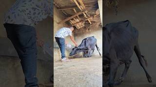 IV cannulation procedure in jugular vein in cattleintravenous infusion of dextrose in a cow [upl. by Honey]