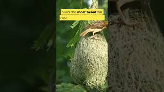 Weaver birds are natures engineers [upl. by Collar]