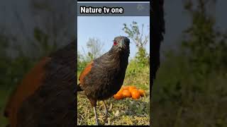 Greater Coucal video 7 shorts  greater Coucal bird [upl. by Elyse]