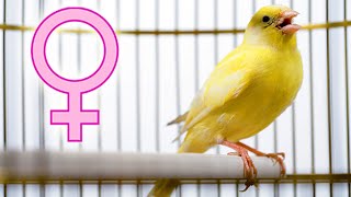 FEMALE canary SINGING [upl. by Ellenej505]