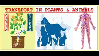 Unit 5 full review Transport in plants amp Animals [upl. by Veno677]