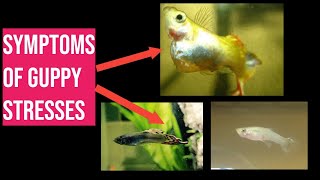 SIGNS of Guppy StressDiseases EXPALAINED  Guppy KEEPING tips [upl. by Lontson385]