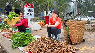 Harvesting Ginger Goes To Market Sell Caring for Fish Chickens on the Farm [upl. by Atoiyanap]