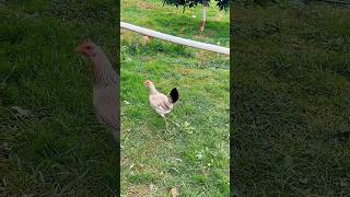 👑gallinas gallinasandgallos gallinasfelices gallina parati automobile shorts fyp [upl. by Depoliti]